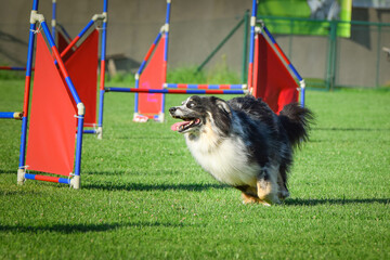 Dog is jumping over the hurdles.  Amazing day on czech agility privat training