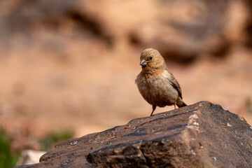 Sinai rosefinch (Carpodacus synoicus), Wadi Rum, Jordan.
