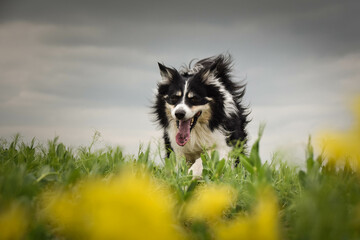 Border collie is running in yellow colza. He is running for his breader