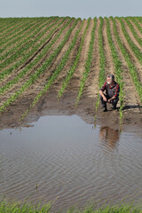 Farmer or agronomist Inspecting young green corn plants in mud and water and typing to tablet, damaged  field after flood