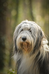 Naklejka na ściany i meble Bearded collie is sitting in the forest. It is autumn portret.
