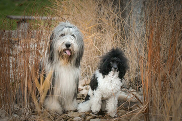 Bearded collie and poodle are sitting in the reed. They are in nature. Autumn photo.