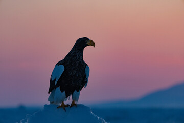 “Hokkaido_Birds of Prey”