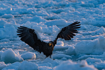 “Hokkaido_Birds of Prey”