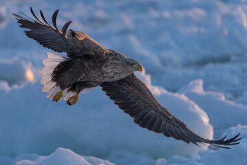 “Hokkaido_Birds of Prey”