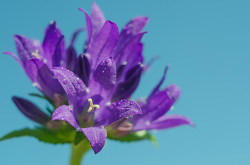 Macro photo of a bouquet of purple bluebells with water drops against a blue sky with selective focus