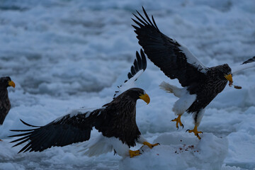 “Hokkaido_Birds of Prey”