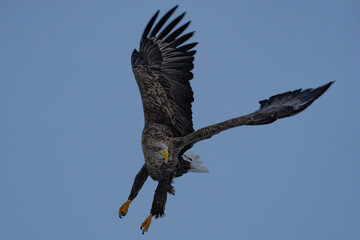 “Hokkaido_Birds of Prey”