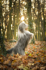Bearded collie is begging in the forest. It is autumn portret.
