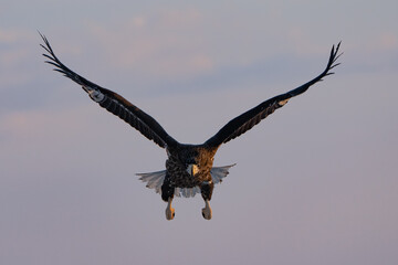 “Hokkaido_Birds of Prey”