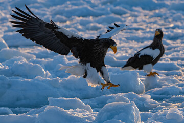 “Hokkaido_Birds of Prey”