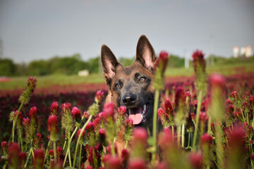 Dog is sitting in crimson clover. He has so funny face he is smilling