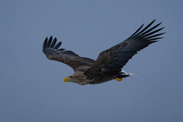 “Hokkaido_Birds of Prey”