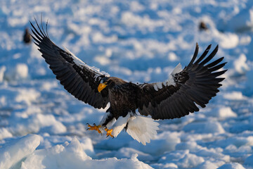 “Hokkaido_Birds of Prey”