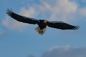 “Hokkaido_Birds of Prey”