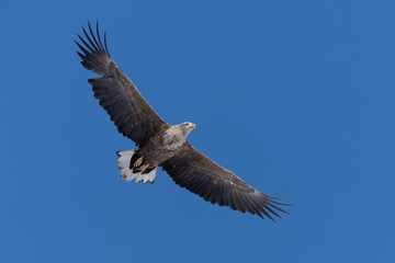 “Hokkaido_Birds of Prey”