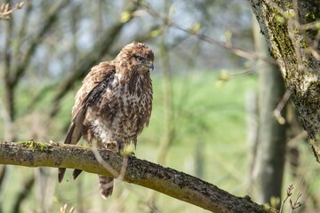 Mäusebussard