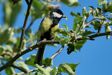 Kohlmeise mit Raupe im Schnabel sitzt auf einem Zweig
