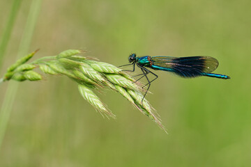 Blau-grüne Teichjungfer ruht an der Spitze eines blühenden Grashalms