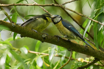 Junge flügge Blaumeise wird vom Elternvogel gefüttert