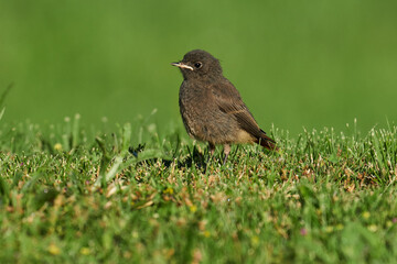 Junger Hausrotschwanz auf Futtersuche auf der Wiese