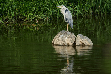 Graureiher ruht auf einem Felsblock im Fluss