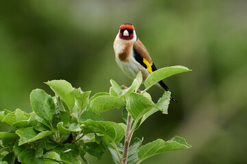 Stieglitz im Ansitz auf einem Zweig