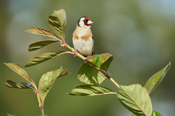Stieglitz im Ansitz auf einem Zweig