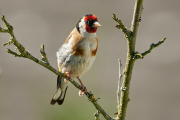 Stieglitz im Ansitz auf einem Zweig