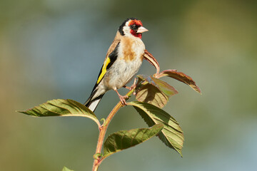 Stieglitz im Ansitz auf einem Zweig