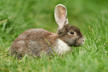 Braun-weiss geflecktes Kaninchen von der Seite im Gras
