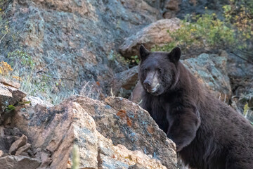 Obraz na płótnie Canvas black bear on the mountain