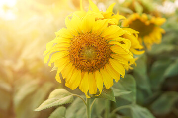 Fototapeta premium Closeup beautiful sunflower blooming in the sunset of spring scene