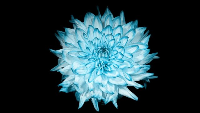 Blue White Dahlia Flower Opens in Time Lapse on a Black Background. The Light Blue Plant Blooming and Wilting Fast