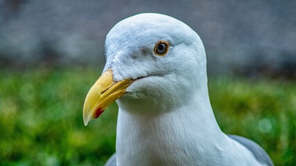 Seagull