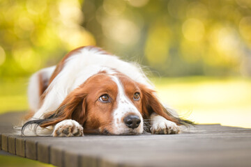 kooikerhondje is lying on the bench. He is so cute dog.