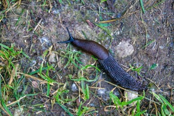 Slug
