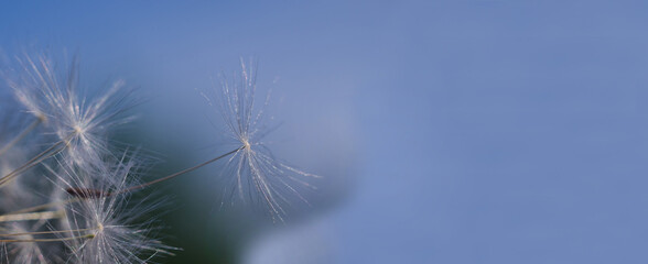 Dandelion seed flying away in the sky with copy space.
