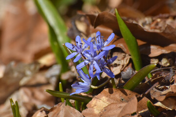 Scilla bifolia, the alpine squill or two-leaf squill. First spring flower in forest of Europe