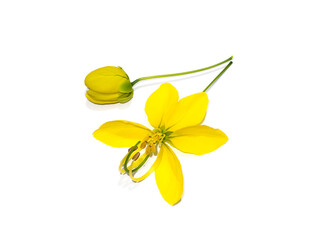 Close up Pudding Pine, Indian Laburnum, Golden Shower on white background.