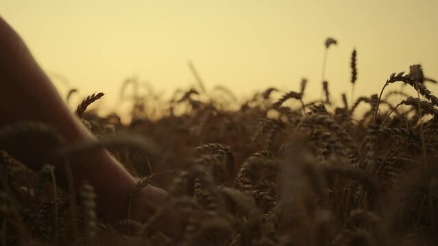 Wheat harvest at sunrise morning field closeup. Man hands examining crop growth