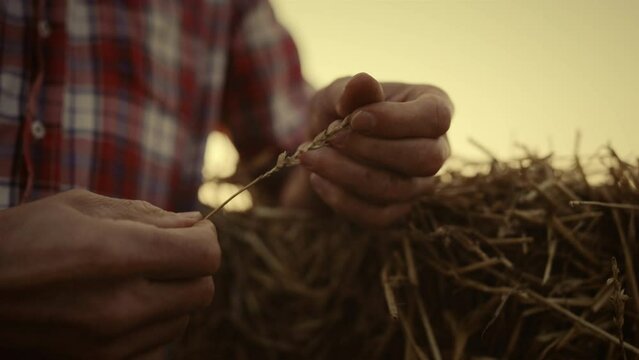 Farmer hands hold wheat spikelet at sunset field. Closeup man observe harvest