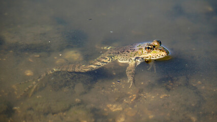 Little frog in muddy water. Motionless body. Head above water. Waiting for a victim. Brownish color. Reptile. Fresh water. Round eyes. Stone bottom. Shallow water. Close-up.