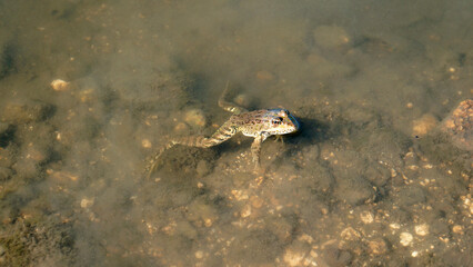 Little frog in muddy water. Motionless body. Head above water. Waiting for a victim. Brownish color. Reptile. Fresh water. Round eyes. Stone bottom. Shallow water. Close-up.