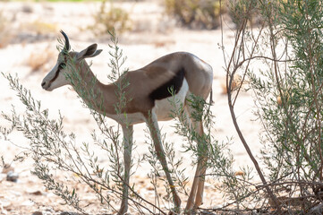 Closeup of an Impala grazing on the plains of Etosha National Park, Namibia