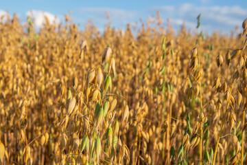 oats growing in the field. sunny day. harvest ripening