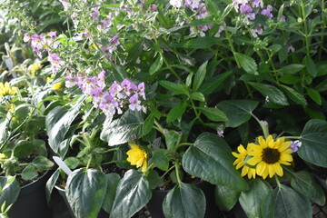 flowers in a greenhouse