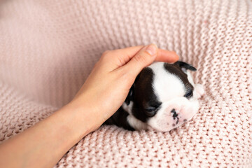 A tiny Boston Terrier puppy sleeps on a pink knitted blanket. Pets. Dog. Sweet. Cute