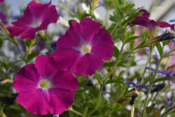 purple flowers