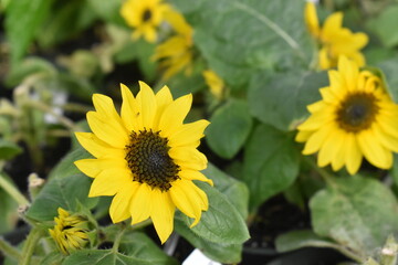 sunflower in the greenhouse